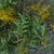 Solidago odora in the fall in Moore County