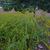 Solidago rugosa 'Fireworks' in the fall in Moore County