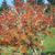 Sorbus commixta