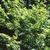 Sorbus commixta