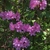 Large deciduous shrub with large purple funnel-shaped blooms