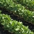 rows of soybean plants in a field.