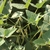 hairy pods hanging from plant with trifoliolate leaves