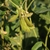 hairy pods hanging from plant with trifoliolate leaves