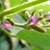 Pinkish pea-type flowers