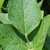 Single trifoliolate leaf
