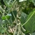 hairy pods hanging from plant with trifoliolate leaves