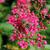 Spiraea x bumalda 'Anthony Waterer'