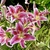 Lilium 'Star Gazer' flowers