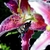 L. 'Star Gazer'- pink and white flowe