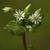 Stellaria media