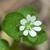 Stellaria media