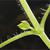 Stellaria media
