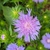 Flowers and buds June 2021 Cabarrus