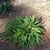 Stokesia laevis 'Stokesia Bluestone' in fall in Moore County
