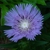 Stokesia laevis 'Stokesia Bluestone' in summer in Moore Co., NC