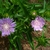 Stokesia laevis 'Stokesia Bluestone' in summer in Moore County