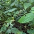 Wild form and berries