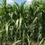 Tall, upright grass with broad leaves