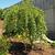 Betula nigra 'Summer Cascade' PP15,105 