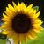 Helianthus annuus