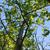 sweet gum brunswick park skdavidson