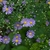 Flowers of  'Bluebird'
