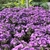 Many purple flowers of  'Purple Dome' cultivar