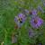 Symphyotrichum novae-angliae flowers in the fall in Moore County