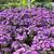 Symphyotrichum novae-angliae 'Purple Dome'