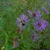 Fowers in the fall in Moore County