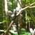 Leafy shoots bearing elongate, truncate purplish berries.