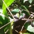 Leafy shoots bearing elongate, truncate purplish berries.