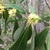 Leafy shoot with yellow axillary stamen flowers.