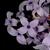 Four petaled lilac lowers
