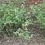 Syringa pubescens subsp. patula