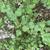 Syringa pubescens subsp. patula