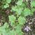 Syringa pubescens subsp. patula