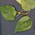 Syringa vulgaris