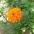 Tagetes spp.