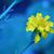 Tagetes spp.