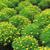 Tagetes spp.