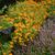 Tagetes tenuifolia 'Orange Gem' planted with thyme.