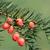 Taxus spp.