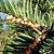 Taxus spp.