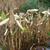 Thalia dealbata in winter in Moore County