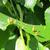 Tilia cordata