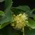 Tilia cordata