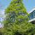 Mature tree