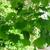 Branch